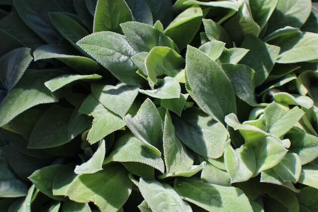 colonial herbs