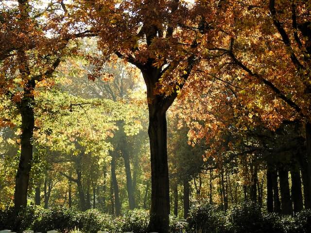 forest fort stamford goodbody garden Fort Stamford & Goodbody Garden: Everything You Need to Know