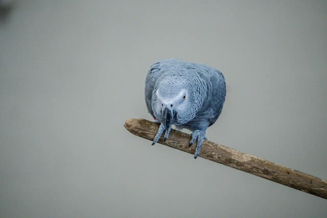 parrot at the beardsley zoo, one of the most unique things to do in bridgeport, ct
