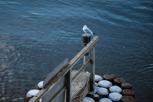 seagull on a pier in Norwalk, CT