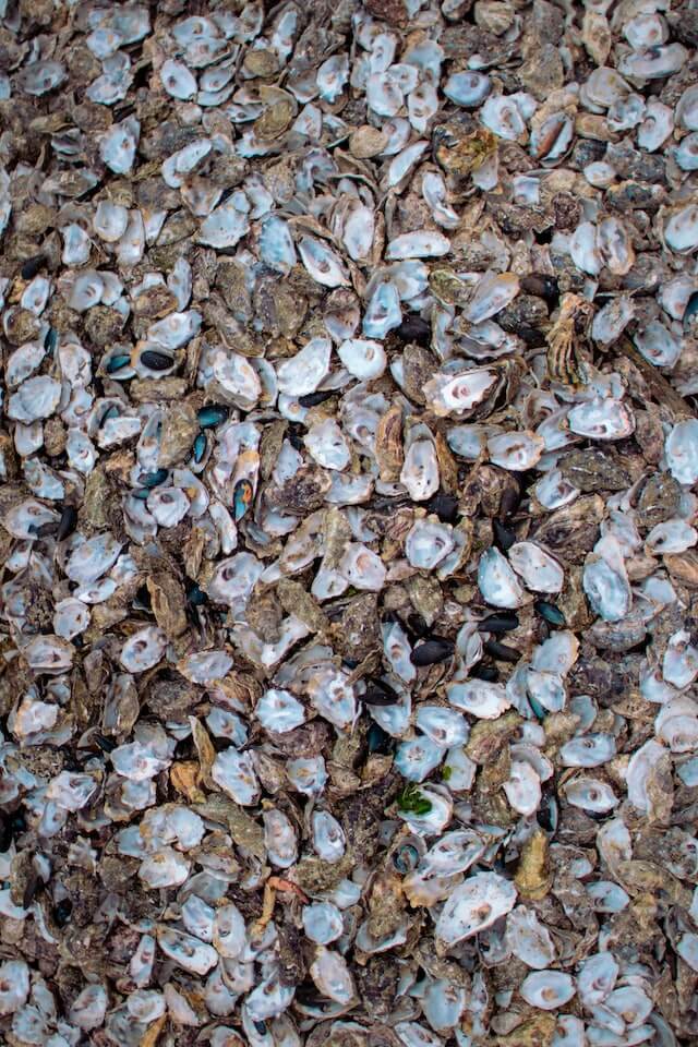 pile of oyster shells at the norwalk oyster festival