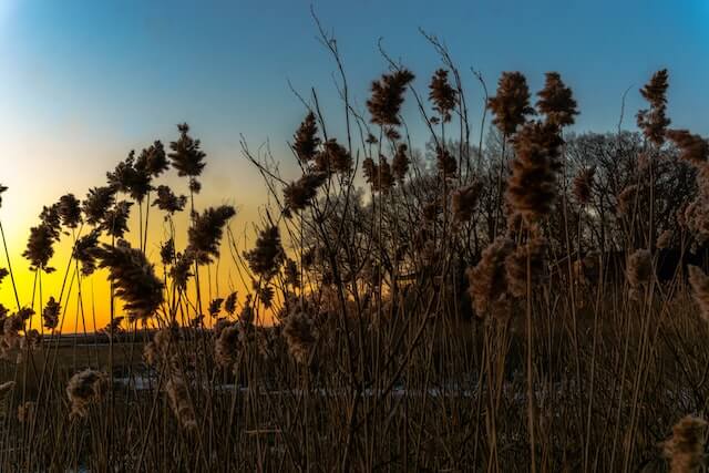 sunset over reeds in Norwalk, CT