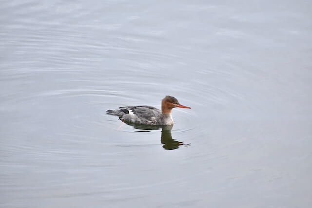 common merganser swimming in long island sound