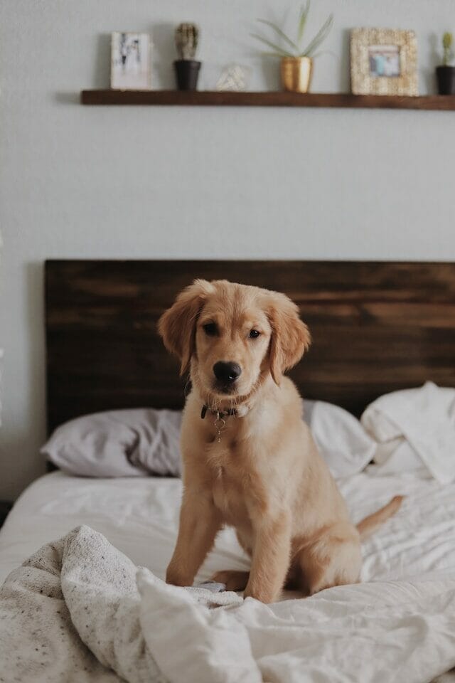 Puppy enjoying a dog friendly room at the Greenwich Hyatt Regency