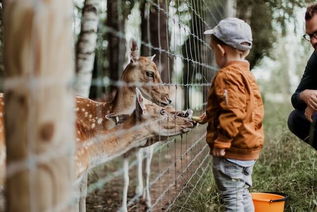 boy feeding deer