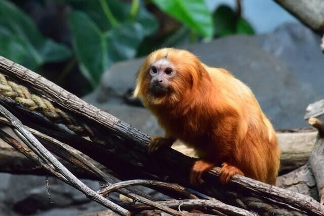 golden lion tamarin