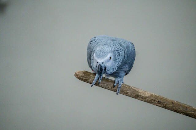 grey african parrot