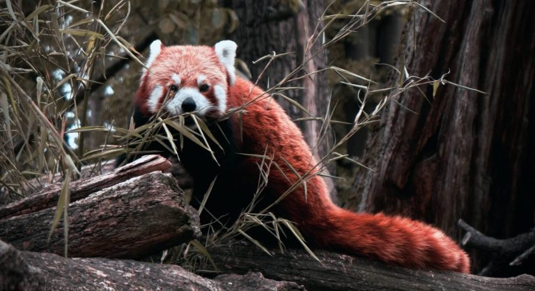 red panda at the beardsley zoo in bridgeport ct