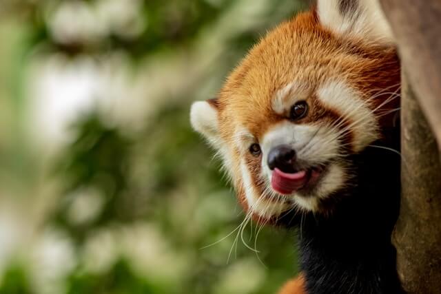 red panda poking into a camera