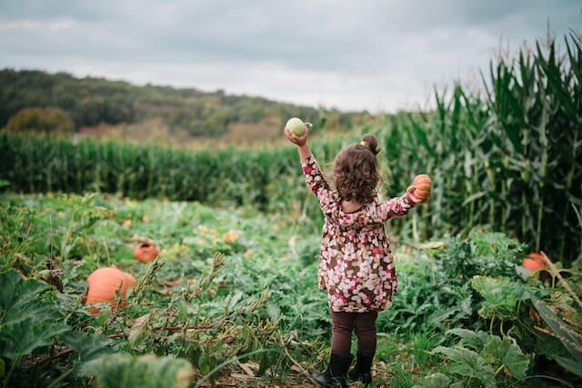 child pumpkin picking in CT