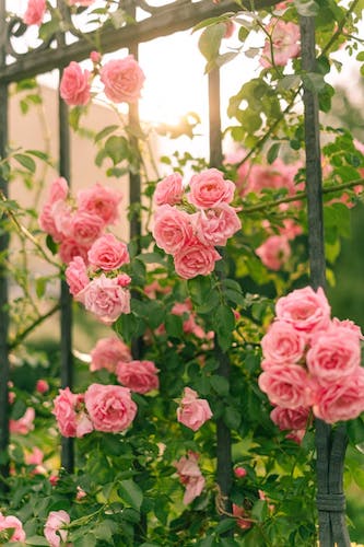 Roses on a fence at Elizabeth Park, one of the most gorgeous gardens in the state, ripe for garden tours
