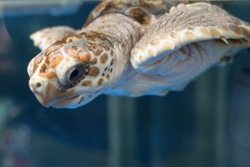 sea turtle at the Maritime Aquarium
