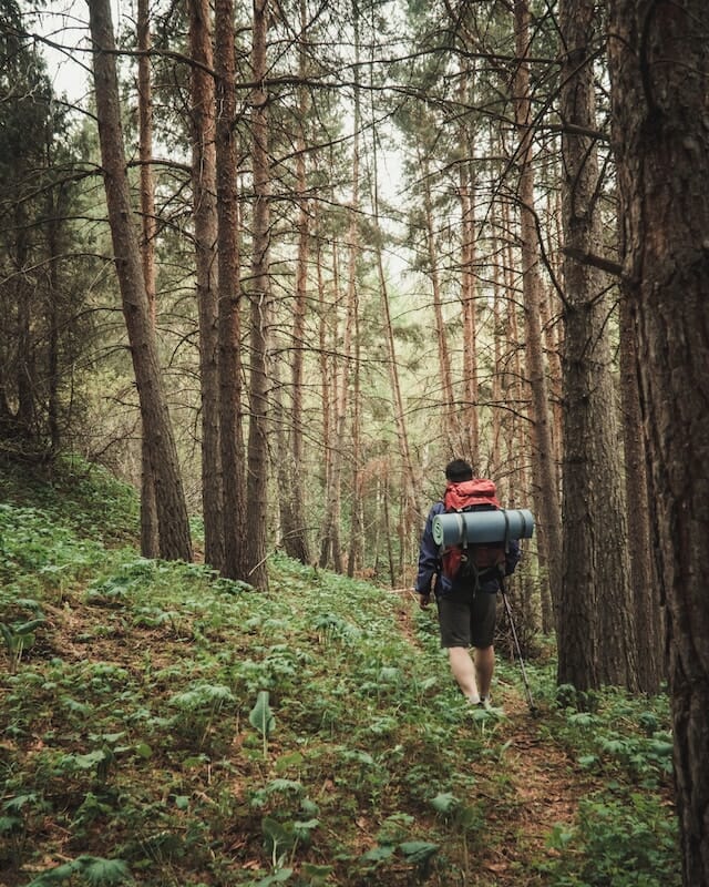 hiker in a hemlock forest