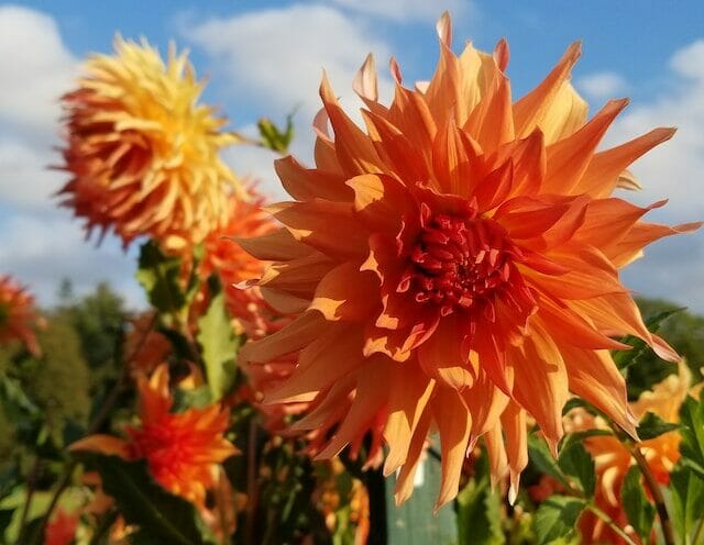 dahlias at Elizabeth Park Rose Garden in West Hartford