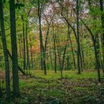 Forest in Teatown Preserve, one of the best things to do in Ossining, NY