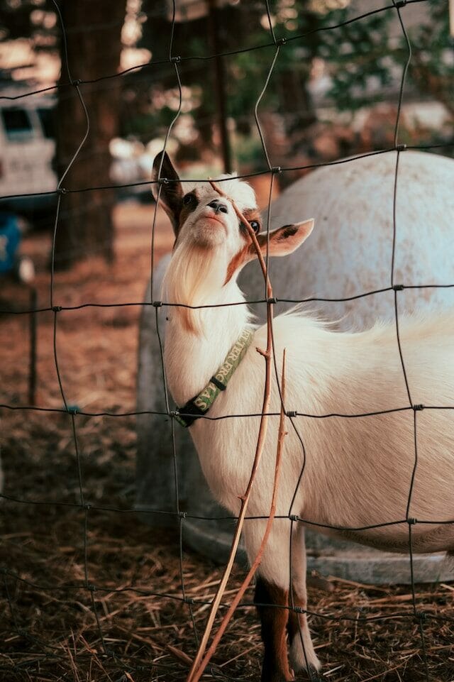Goat at Ambler Farm