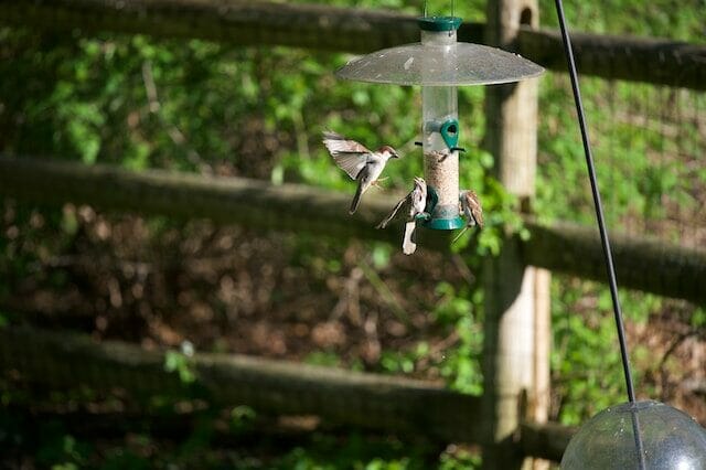 Birds at a bird feeder at the Rye Nature Center