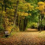 A trail behind Garth Road in the village of Scarsdale, a fall visit is one of the best things to do in Scarsdale, NY