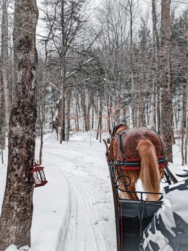 Horse drawn sled through the winter woods of Stowe, Vermont