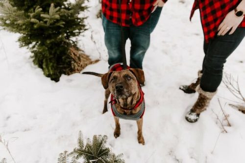 A family getting ready for the holiday season, pup in tow