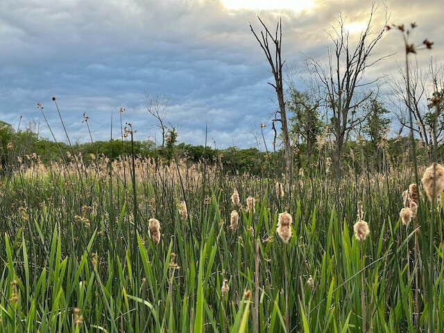 a field of tall grass with trees in the background near Florence Griswold Museum