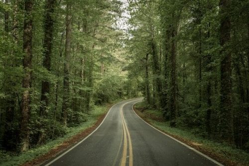 Forested road in Tennessee