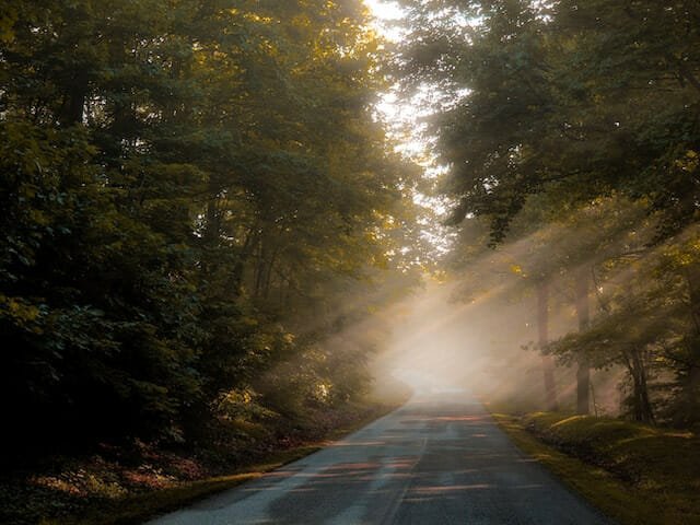 Trees lining a scenic road in August