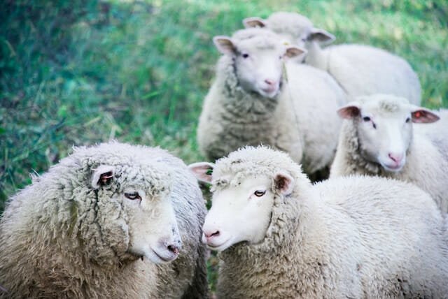 Things To Do In Tarrytown Ny: Top 23 Most Unique Spots 13 Sheep at Stone Barns Center for Food & Agriculture