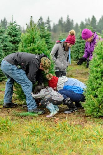 Family tackling a little Norway spruce in Woodstock Valley