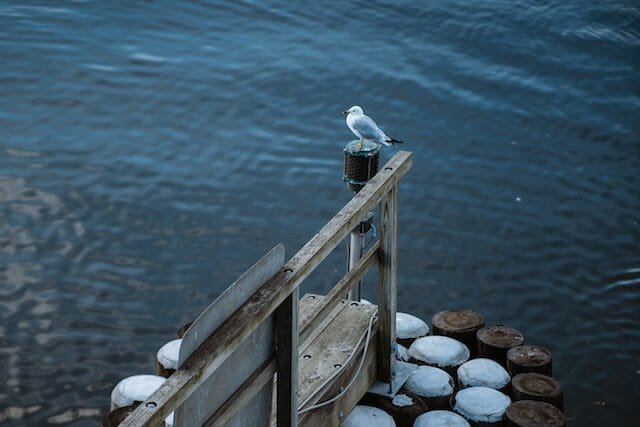 Seagull on the CT shoreline near Westbrook