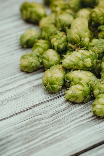 hops, ready to brew, at Fox Farm Brewing Company, one of the best of Connecticut's breweries