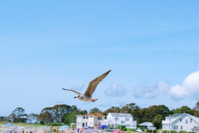 seagull flying over a beach