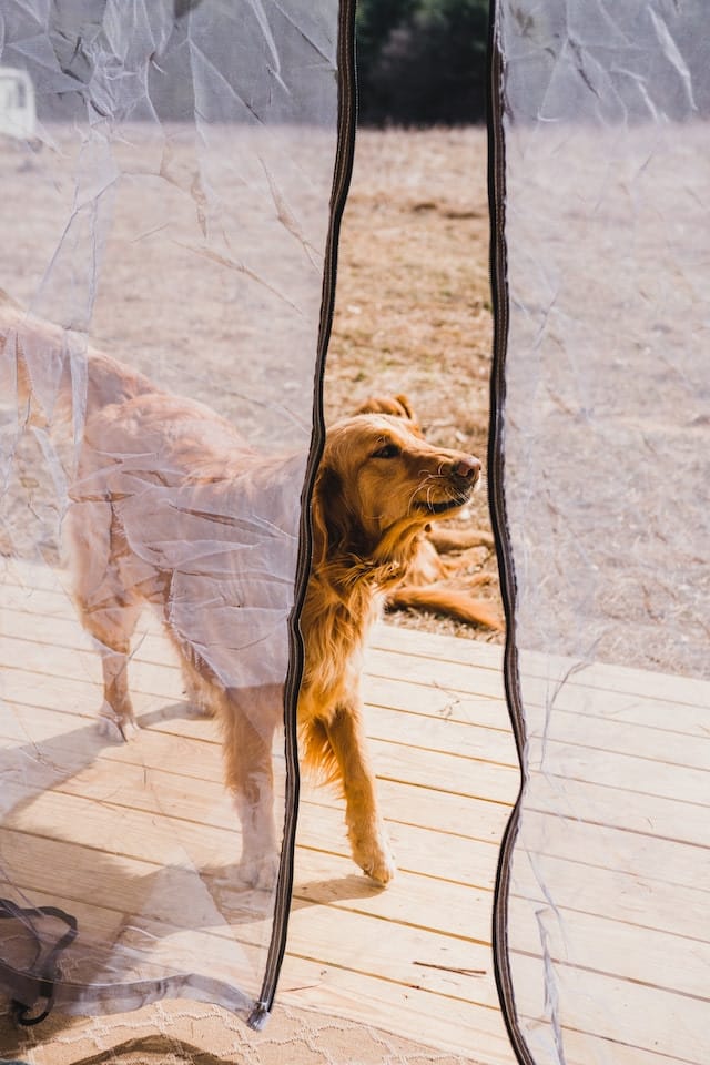 Pet Friendly Getaway Near Me: How To Find Your Perfect Spot 8 Glamping with the pup