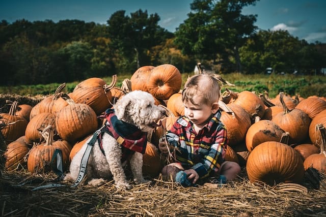 Pet Friendly Getaway Near Me: How To Find Your Perfect Spot 4 Baby, pumpkins, and a dog