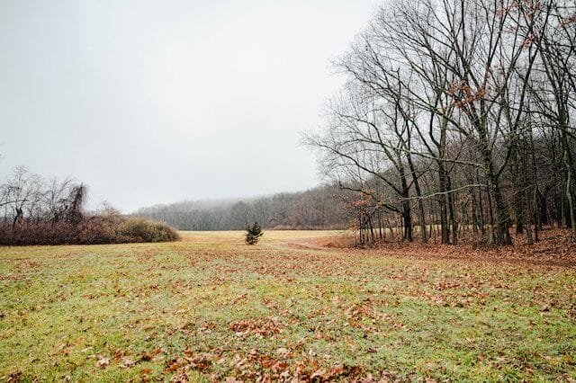 Woodland in Stratford, CT