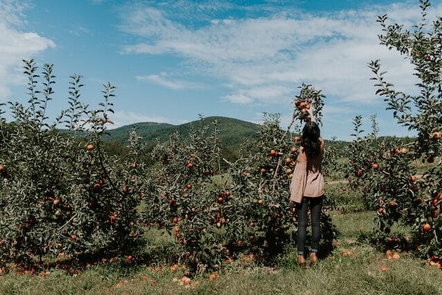Picking apples at Beardsley's Cider Mill & Orchard in Shelton, Connecticut
