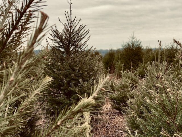 Christmas trees on the farm at Jones Family farm