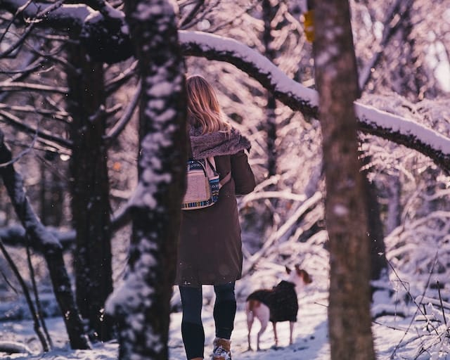 Pet Friendly Getaway Near Me: How To Find Your Perfect Spot 3 Walking through winter woods with a pooch