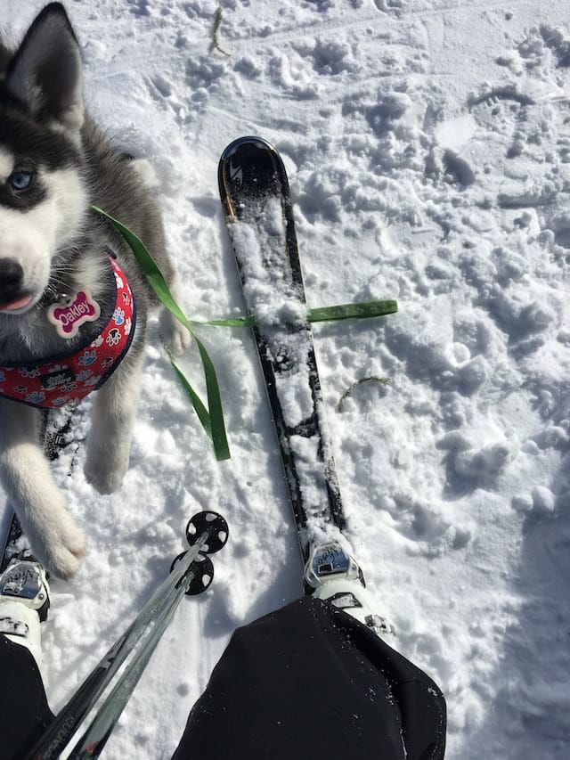 Pet Friendly Getaway Near Me: How To Find Your Perfect Spot 6 Dog by skis in the Adirondacks