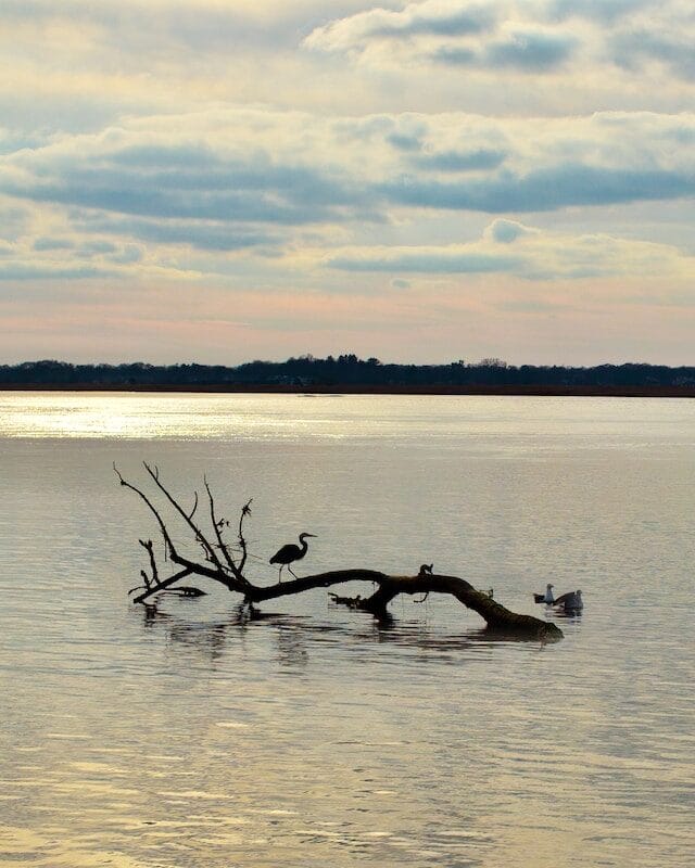 Heron where the Lieutenant River meets the Connecticut River near Old Lyme, CT
