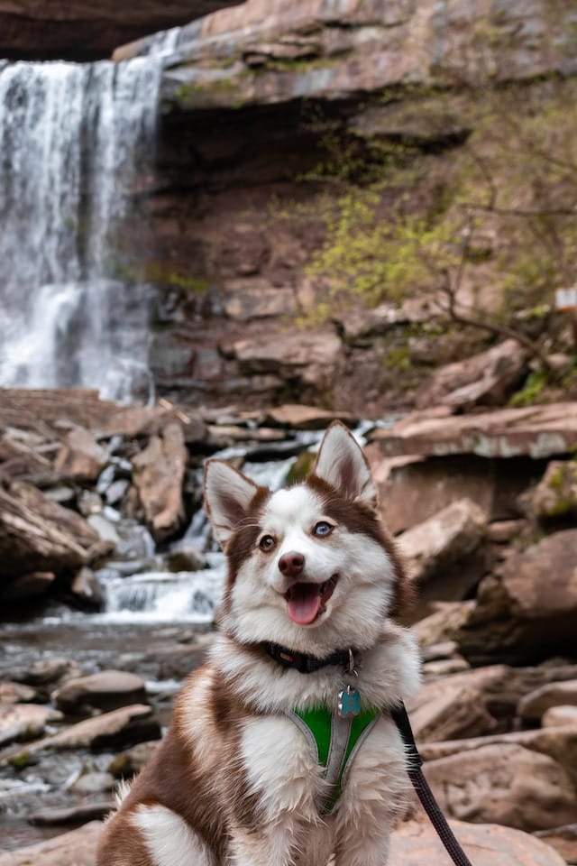 Pet Friendly Getaway Near Me: How To Find Your Perfect Spot 7 Dog on a leash at Kaaterskill Falls in Hunter, NY