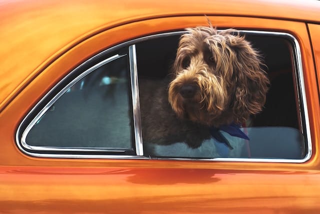 Pet Friendly Getaway Near Me: How To Find Your Perfect Spot 11 Dog in a car