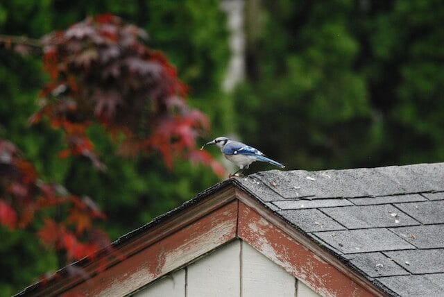 Blue jay on a roof at Academy Hill