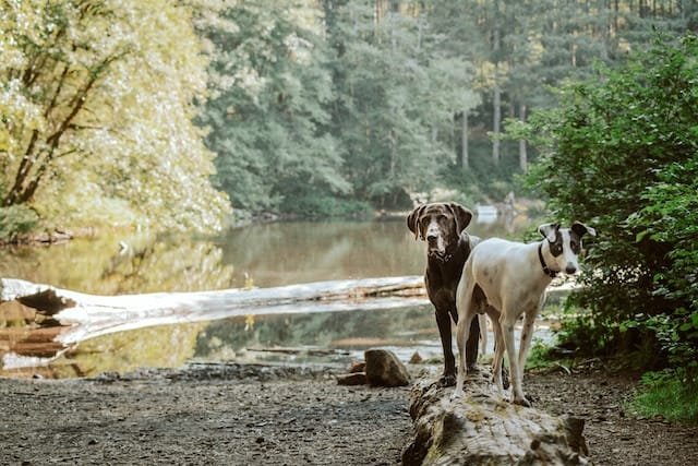 Pet Friendly Getaway Near Me: How To Find Your Perfect Spot 1 Two dogs