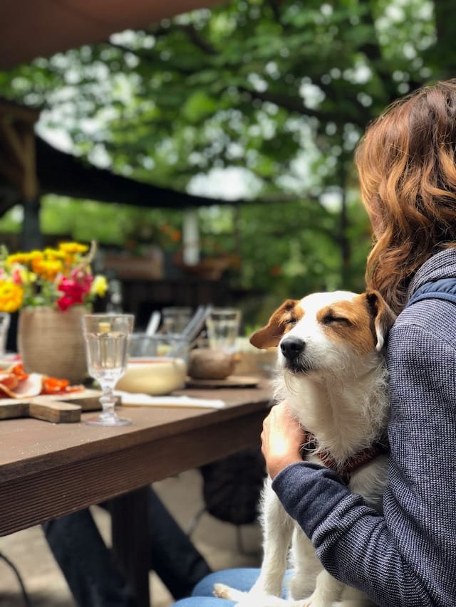 Pet Friendly Getaway Near Me: How To Find Your Perfect Spot 12 Pup at a cafe