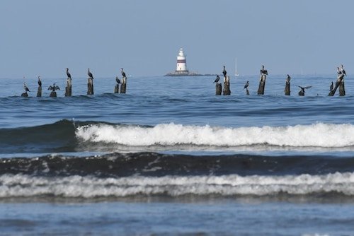 Cormorants and a lighthouse on the shore of Westerly, RI, a charming coastal town