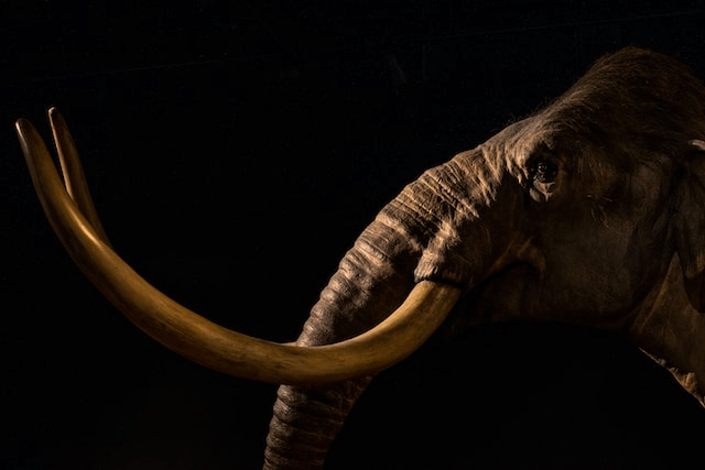 A replica of a mammoth that used to wander Ice Age New England