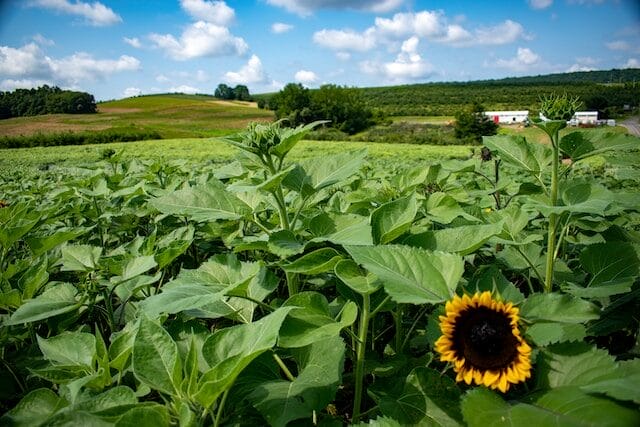 sunflower field at Lyman Orchards in Middlefield, CT