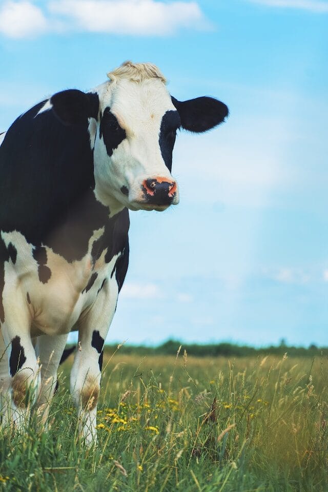 Dairy cows