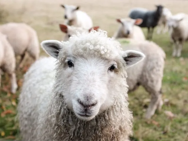 Sheep at Field House Farm